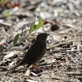 College Club Logo (Birders of Berkeley)